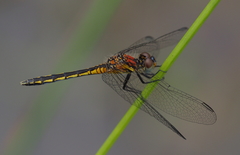 Diplacodes pumila