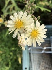 Lactuca indica