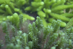 Caulerpa geminata