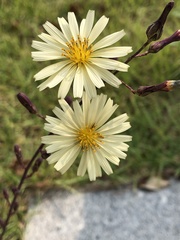 Lactuca indica