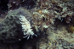 Phyllodesmium