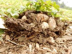 Coprinellus truncorum