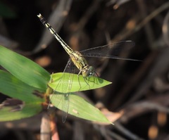 Diplacodes trivialis