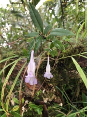 Lysionotus pauciflorus pauciflorus