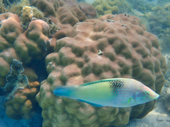 Halichoeres chloropterus