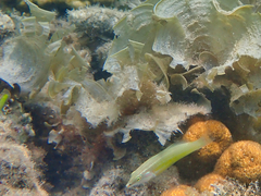 Halichoeres chloropterus