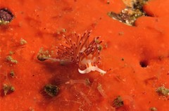 Cratena sp-a