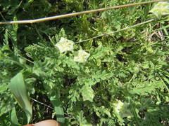 Chamaesaracha coniodes