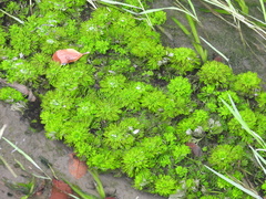 Limnophila