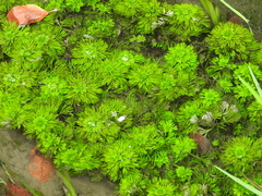 Limnophila