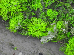 Limnophila
