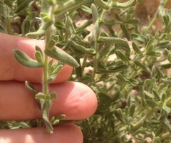 Chiliadenus iphionoides