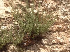 Chiliadenus iphionoides