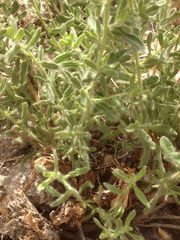 Chiliadenus iphionoides