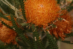 Banksia formosa