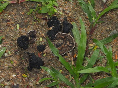 Sanguinoderma rugosum