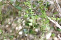 Daviesia squarrosa