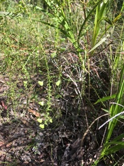 Daviesia squarrosa