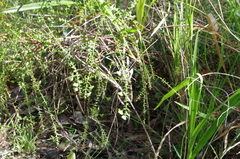 Daviesia squarrosa