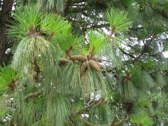 Pinus devoniana