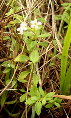 Chaenostoma integrifolium