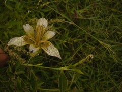 Iris dichotoma