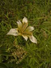 Iris dichotoma