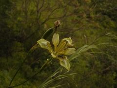 Iris dichotoma