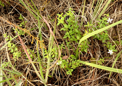 Chaenostoma integrifolium