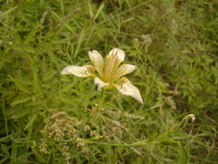 Iris dichotoma