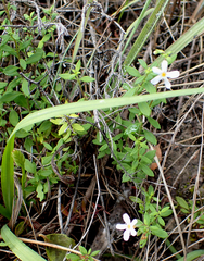 Chaenostoma integrifolium