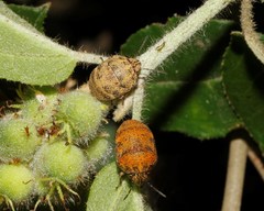 Orsilochides stictica