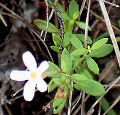 Chaenostoma integrifolium