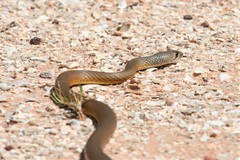 Demansia angusticeps