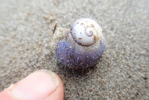 photo of Violet Sea Snail (Janthina janthina)