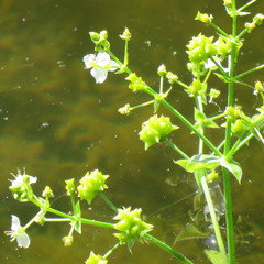 Albidella oligococca