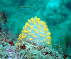 Polycitor giganteus
