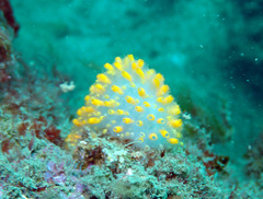 Polycitor giganteus