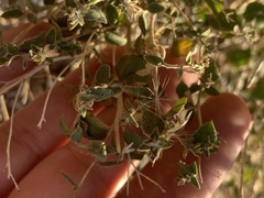 Brickellia microphylla