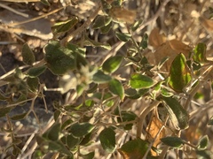 Brickellia microphylla