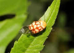 Cryptocephalus guttulatellus