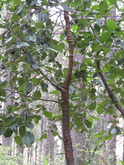 Alnus jorullensis