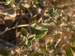 Brickellia microphylla