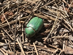Chrysina lecontei