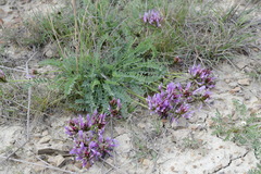 Astragalus suprapilosus