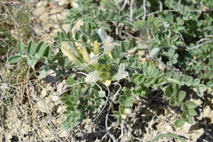 Astragalus rupifragus