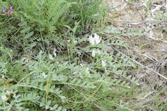 Astragalus rupifragus