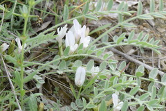 Astragalus rupifragus
