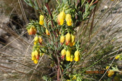 Hermannia aff-denudata