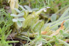 Astragalus rupifragus